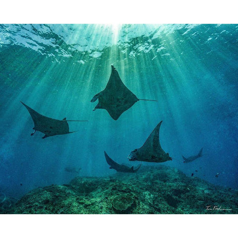 Reef manta rays-Penida Island-Indonesia Black Modern Wood Framed Art Print by Fitzharris, Tim