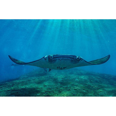 Reef manta rays-Penida Island-Indonesia Black Modern Wood Framed Art Print with Double Matting by Fitzharris, Tim