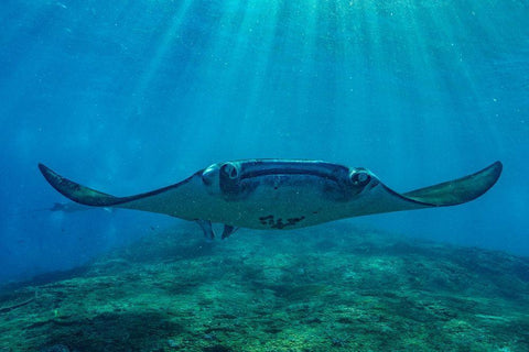 Reef manta rays-Penida Island-Indonesia Black Ornate Wood Framed Art Print with Double Matting by Fitzharris, Tim