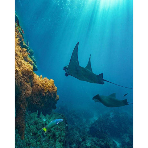 Reef manta rays and moon wrasse-Penida Island-Indonesia Black Modern Wood Framed Art Print by Fitzharris, Tim