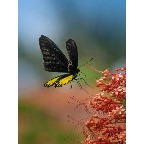 Birdwing butterfly Indonesia White Modern Wood Framed Art Print by Fitzharris, Tim