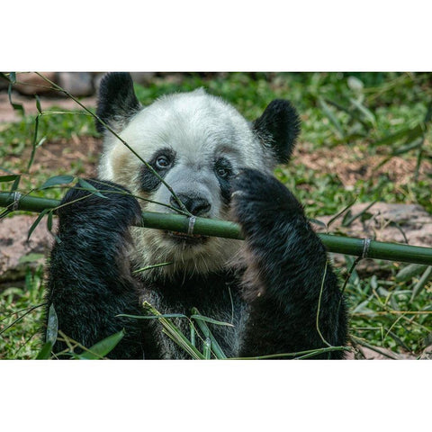 Panda eating bamboo Black Modern Wood Framed Art Print by Fitzharris, Tim