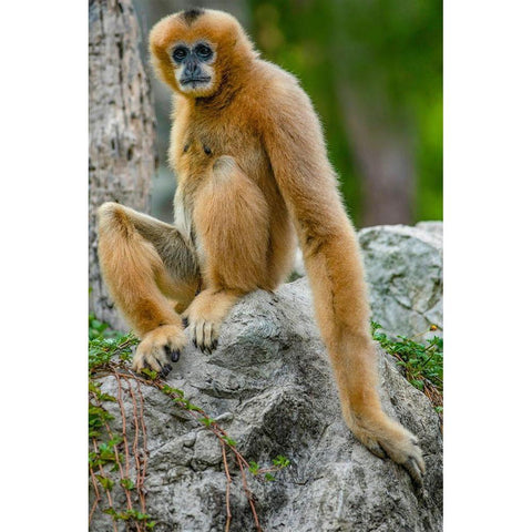 Black-crested Gibbon White Modern Wood Framed Art Print by Fitzharris, Tim