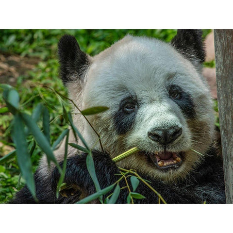 Panda eating bamboo White Modern Wood Framed Art Print by Fitzharris, Tim