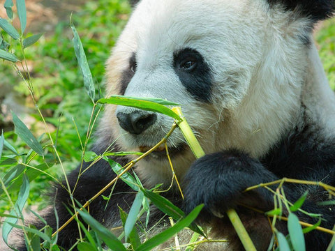 Panda eating bamboo Black Ornate Wood Framed Art Print with Double Matting by Fitzharris, Tim