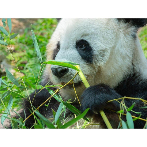 Panda eating bamboo Black Modern Wood Framed Art Print with Double Matting by Fitzharris, Tim