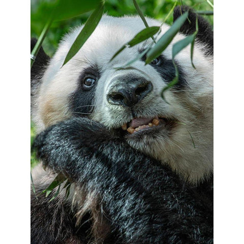 Panda eating bamboo White Modern Wood Framed Art Print by Fitzharris, Tim