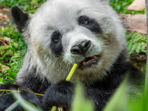 Panda eating bamboo Black Ornate Wood Framed Art Print with Double Matting by Fitzharris, Tim