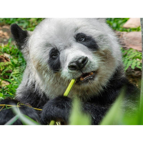 Panda eating bamboo Gold Ornate Wood Framed Art Print with Double Matting by Fitzharris, Tim