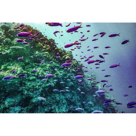 Coral reef fish-Philippines Black Modern Wood Framed Art Print by Fitzharris, Tim