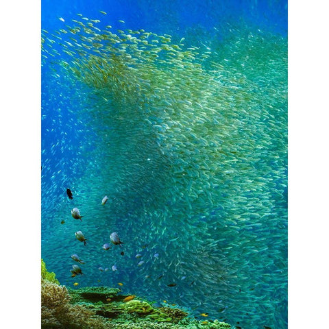 Sardines-Panagsama reef-Philippines White Modern Wood Framed Art Print by Fitzharris, Tim