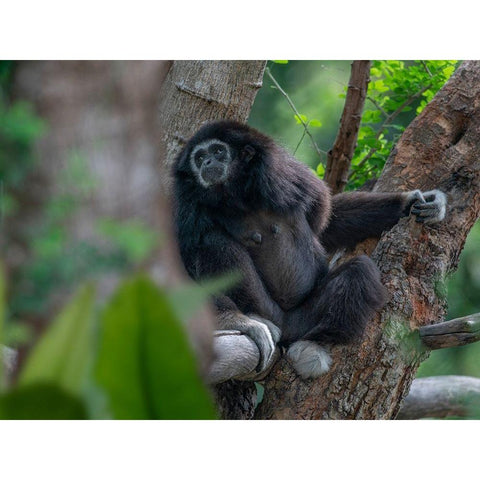 Black-crested Gibbon Black Modern Wood Framed Art Print with Double Matting by Fitzharris, Tim