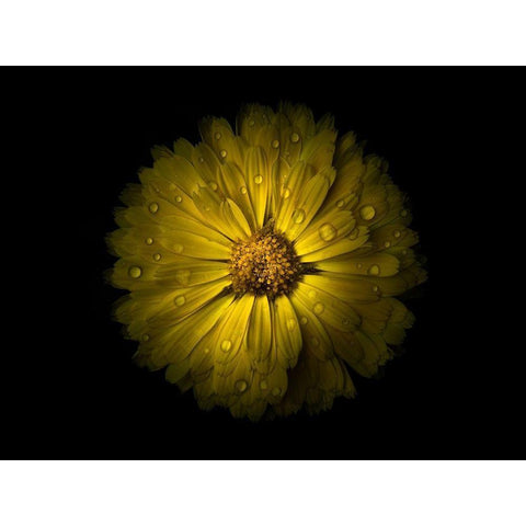 Backyard Flowers Yellow 10 Black Modern Wood Framed Art Print by Carson, Brian