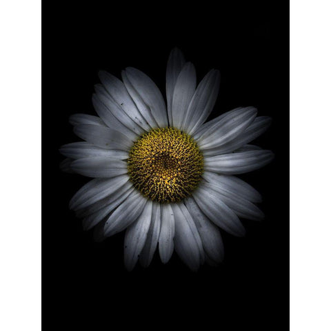 Backyard Flowers White 13 White Modern Wood Framed Art Print by Carson, Brian