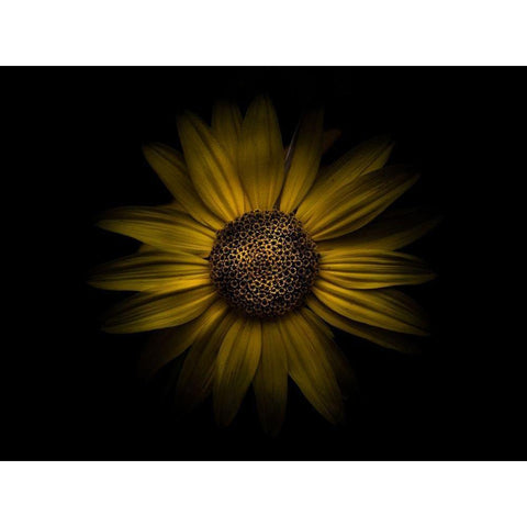 Backyard Flowers Yellow 18 White Modern Wood Framed Art Print by Carson, Brian