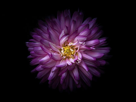 Backyard Flowers Purple 20 Black Ornate Wood Framed Art Print with Double Matting by Carson, Brian