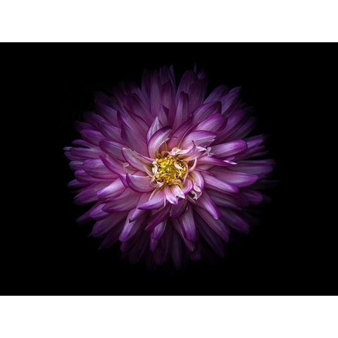 Backyard Flowers Purple 20 Gold Ornate Wood Framed Art Print with Double Matting by Carson, Brian