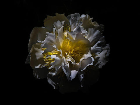 Backyard Flowers White 25 White Modern Wood Framed Art Print with Double Matting by Carson, Brian