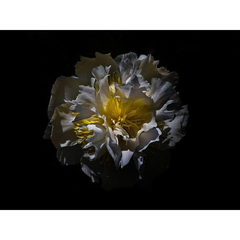 Backyard Flowers White 25 White Modern Wood Framed Art Print by Carson, Brian