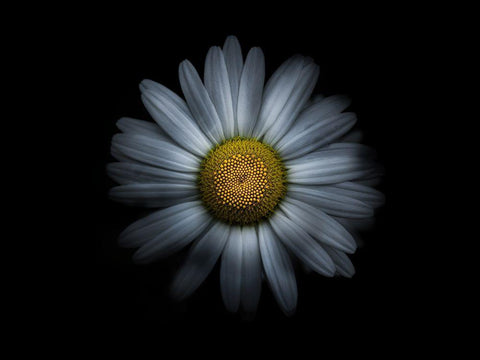 Backyard Flowers White 31 Black Ornate Wood Framed Art Print with Double Matting by Carson, Brian