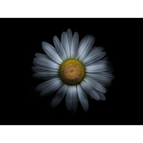 Backyard Flowers White 31 Black Modern Wood Framed Art Print by Carson, Brian