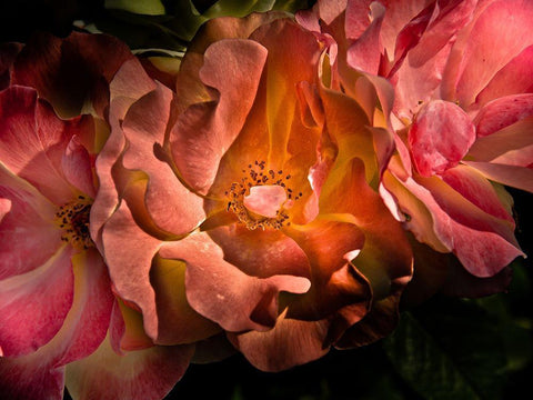 Backyard Flowers Coral 40 Black Ornate Wood Framed Art Print with Double Matting by Carson, Brian