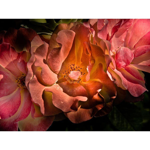 Backyard Flowers Coral 40 White Modern Wood Framed Art Print by Carson, Brian