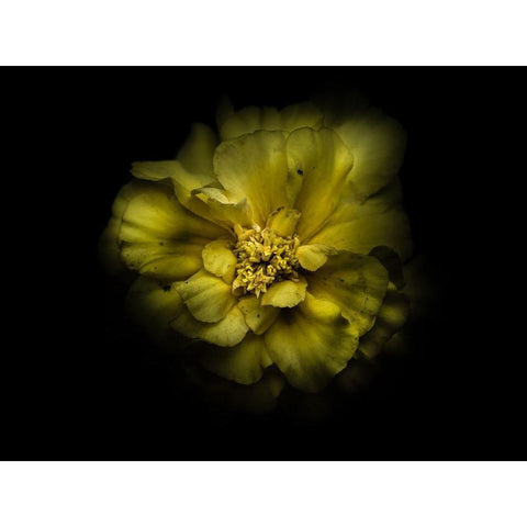 Backyard Flowers Yellow 41 Black Modern Wood Framed Art Print by Carson, Brian