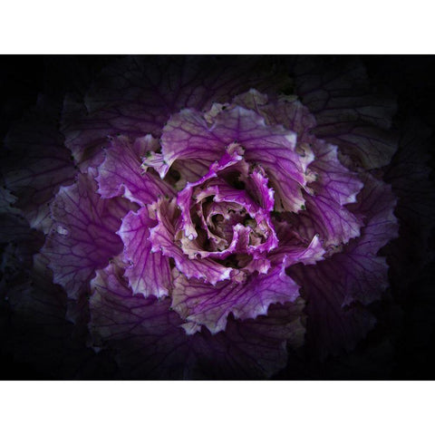 Backyard Flowers Purple 42 Black Modern Wood Framed Art Print with Double Matting by Carson, Brian