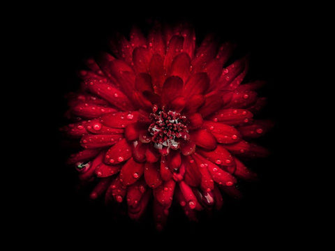 Backyard Flowers Red 45 White Modern Wood Framed Art Print with Double Matting by Carson, Brian