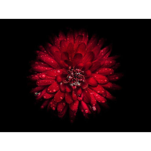Backyard Flowers Red 45 Black Modern Wood Framed Art Print by Carson, Brian