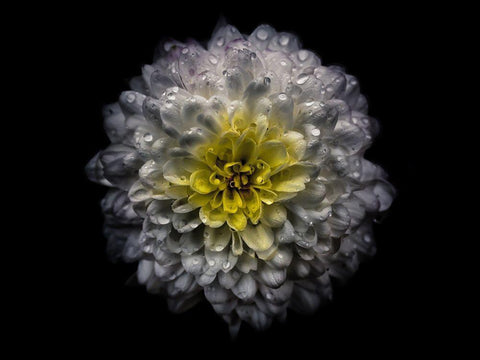 Backyard Flowers White 46 Black Ornate Wood Framed Art Print with Double Matting by Carson, Brian