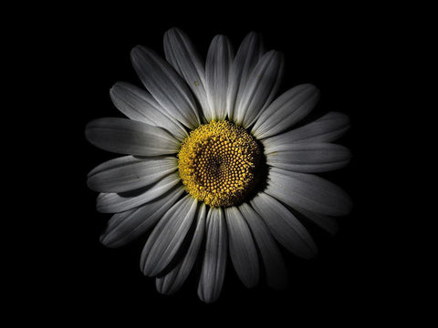 Backyard Flowers White 52 White Modern Wood Framed Art Print with Double Matting by Carson, Brian