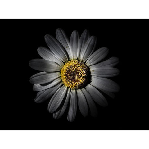 Backyard Flowers White 52 White Modern Wood Framed Art Print by Carson, Brian