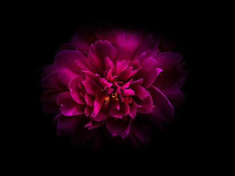 Backyard Flowers Purple 55 Black Ornate Wood Framed Art Print with Double Matting by Carson, Brian