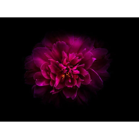 Backyard Flowers Purple 55 Black Modern Wood Framed Art Print by Carson, Brian