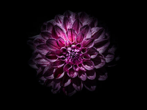 Backyard Flowers Purple 57 Black Ornate Wood Framed Art Print with Double Matting by Carson, Brian