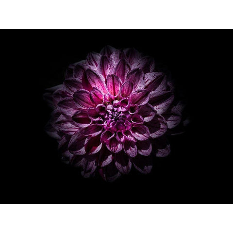 Backyard Flowers Purple 57 White Modern Wood Framed Art Print by Carson, Brian