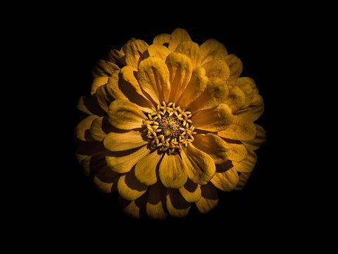 Backyard Flowers Gold 58 White Modern Wood Framed Art Print with Double Matting by Carson, Brian