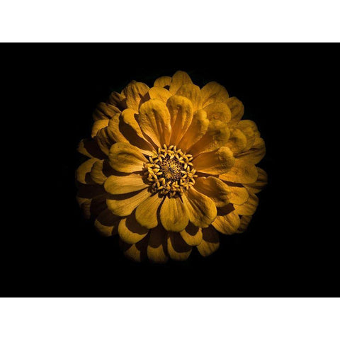 Backyard Flowers Gold 58 Black Modern Wood Framed Art Print by Carson, Brian