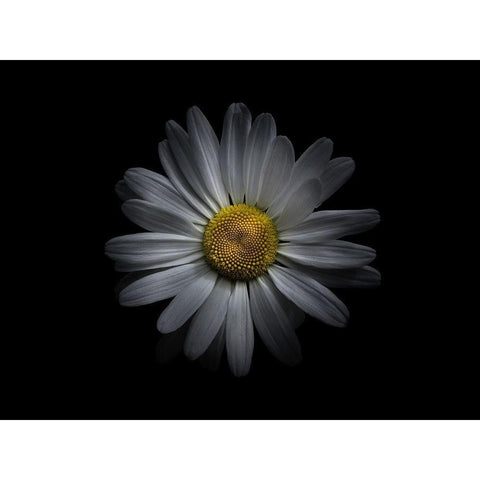 Backyard Flowers White 60 Black Modern Wood Framed Art Print with Double Matting by Carson, Brian