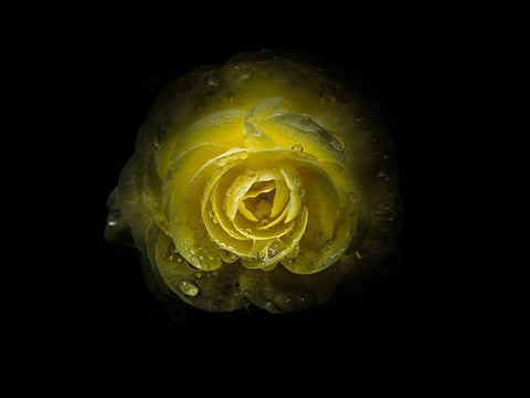 Backyard Flowers Yellow 64 Black Ornate Wood Framed Art Print with Double Matting by Carson, Brian