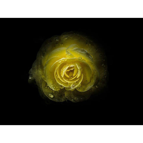 Backyard Flowers Yellow 64 Black Modern Wood Framed Art Print by Carson, Brian