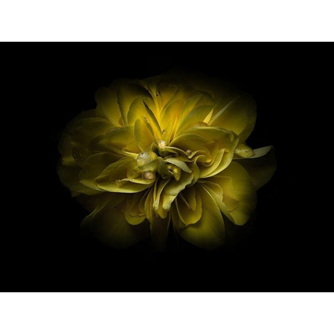 Backyard Flowers Yellow 67 White Modern Wood Framed Art Print by Carson, Brian