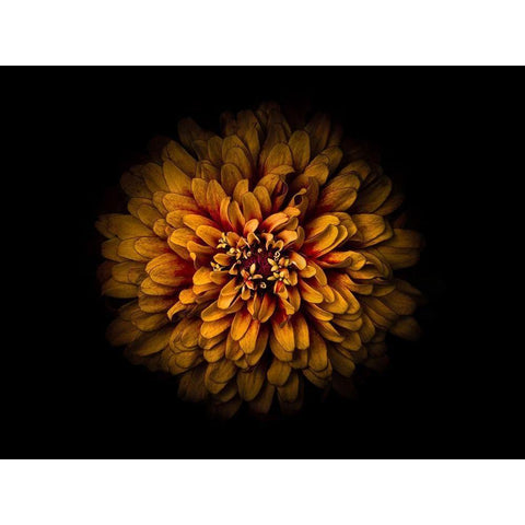 Backyard Flowers Gold 68 Black Modern Wood Framed Art Print by Carson, Brian
