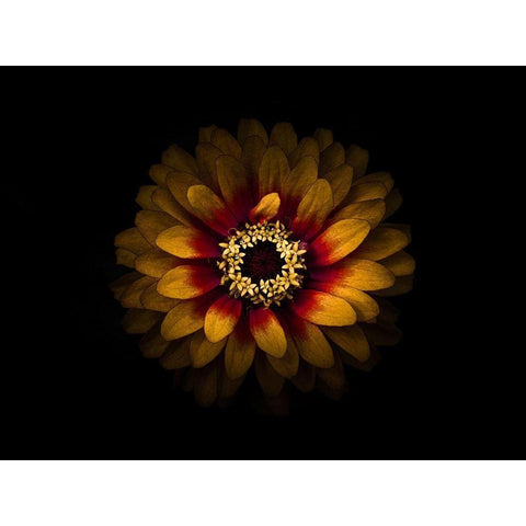 Backyard Flowers Gold 69 Black Modern Wood Framed Art Print with Double Matting by Carson, Brian