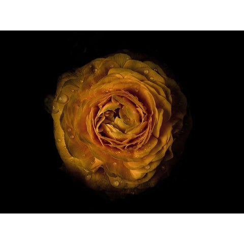 Backyard Flowers Gold 73 Gold Ornate Wood Framed Art Print with Double Matting by Carson, Brian