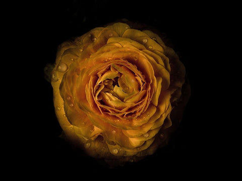 Backyard Flowers Gold 73 Black Ornate Wood Framed Art Print with Double Matting by Carson, Brian