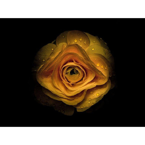 Backyard Flowers Gold 74 Gold Ornate Wood Framed Art Print with Double Matting by Carson, Brian