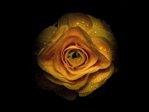 Backyard Flowers Gold 74 Black Ornate Wood Framed Art Print with Double Matting by Carson, Brian